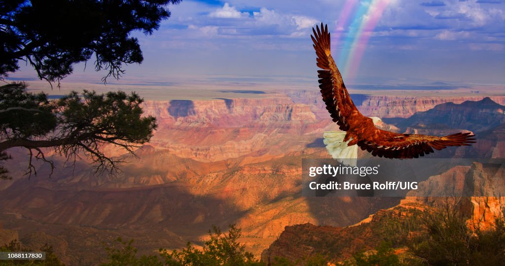 Eagle takes flight over Grand Canyon USA
