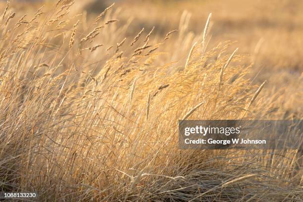 late evening grasses #1 - kessingland stock pictures, royalty-free photos & images