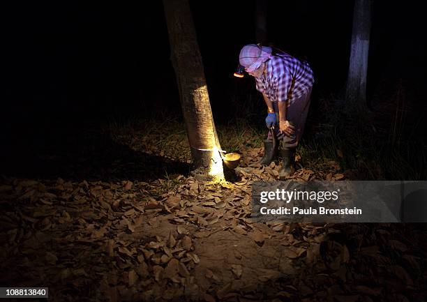 Thongshin Klaharn, 49 watches as rubber sap drips out from a rubber tree for collection on her and her husband's plantation on February 3, 2011 in...