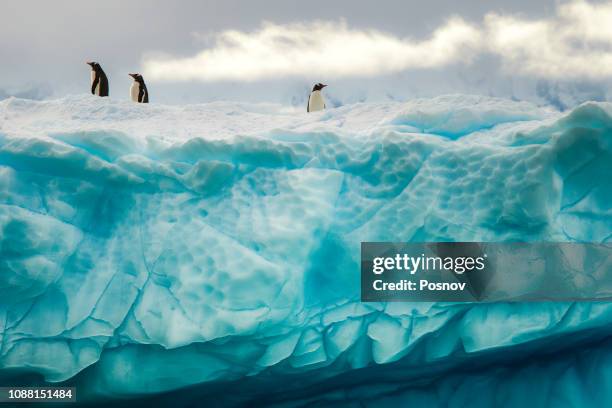 penguins on the iceberg - antarktiska halvön bildbanksfoton och bilder