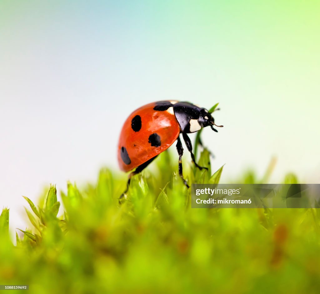 Ladybirds natural environment