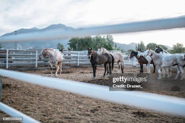Empty Rodeo Photos and Premium High Res Pictures - Getty Images
