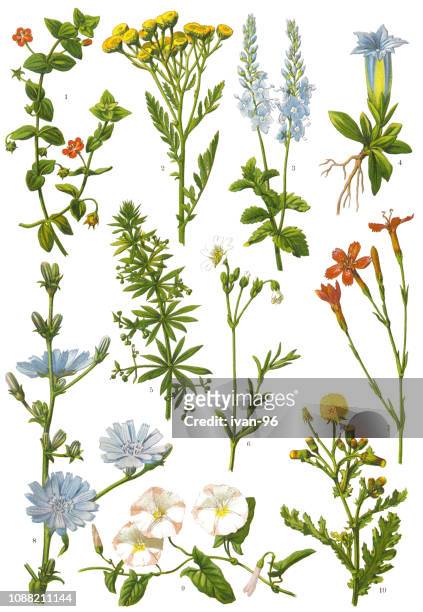 medicinal and herbal plants - herb stock illustrations