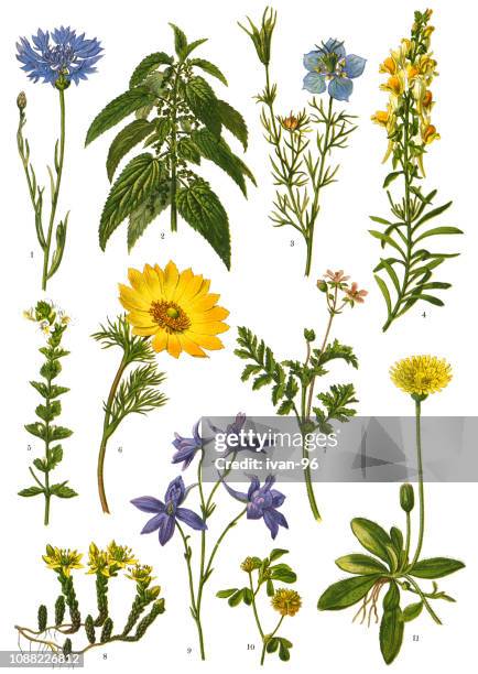 medicinal and herbal plants - nigella stock illustrations