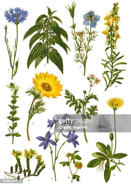 藥用植物和草藥植物 - ranunculus 幅插畫檔、美工圖案、卡通及圖標