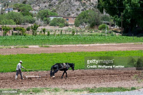 Farmer is plowing a field with a horse drawn plow near Tilcara in the valley of Quebrada de Humahuaca in the Andes Mountains, Jujuy Province,...