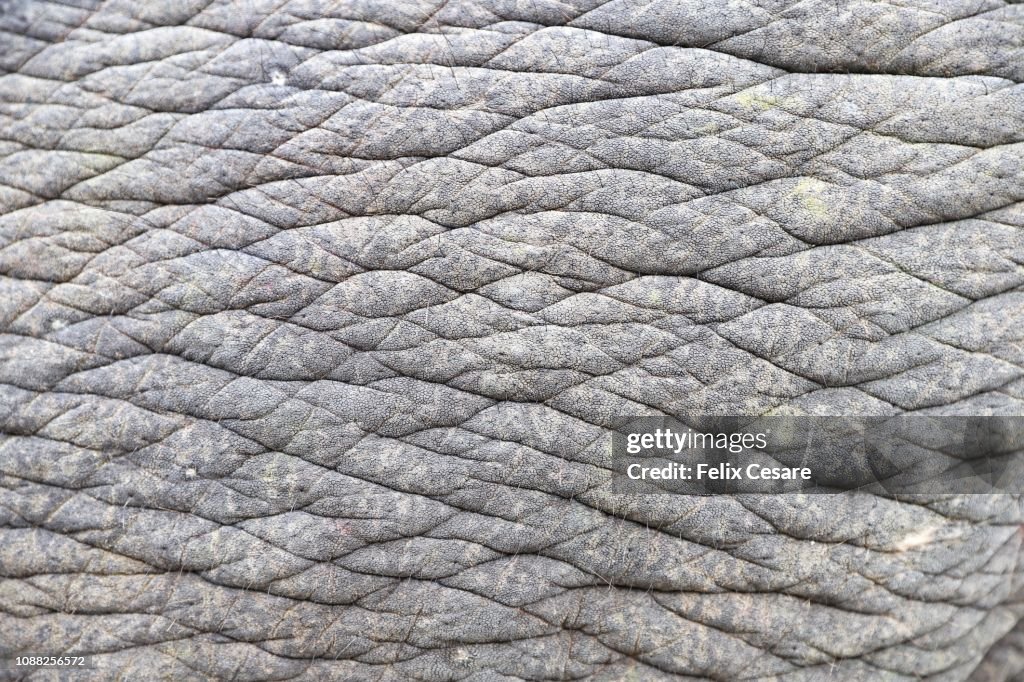 An Indian elephant skin texture