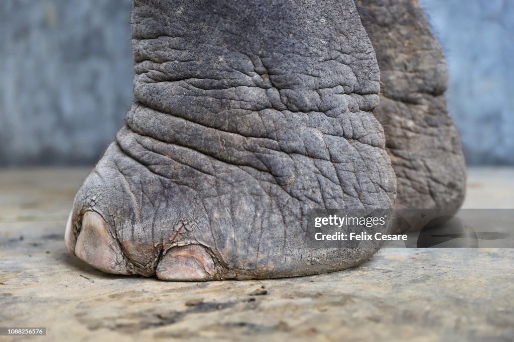 Asian elephant feet