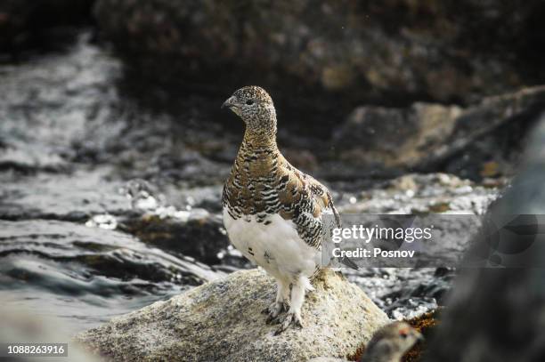 ptarmigan - ptarmigan stock pictures, royalty-free photos & images