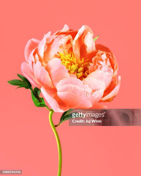 peony on coral background - flowers stock pictures, royalty-free photos & images