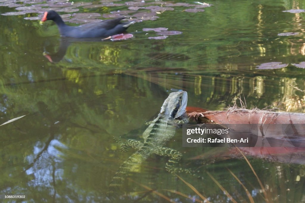 Water Dragon and Swamphen in a Pond in Brisbane