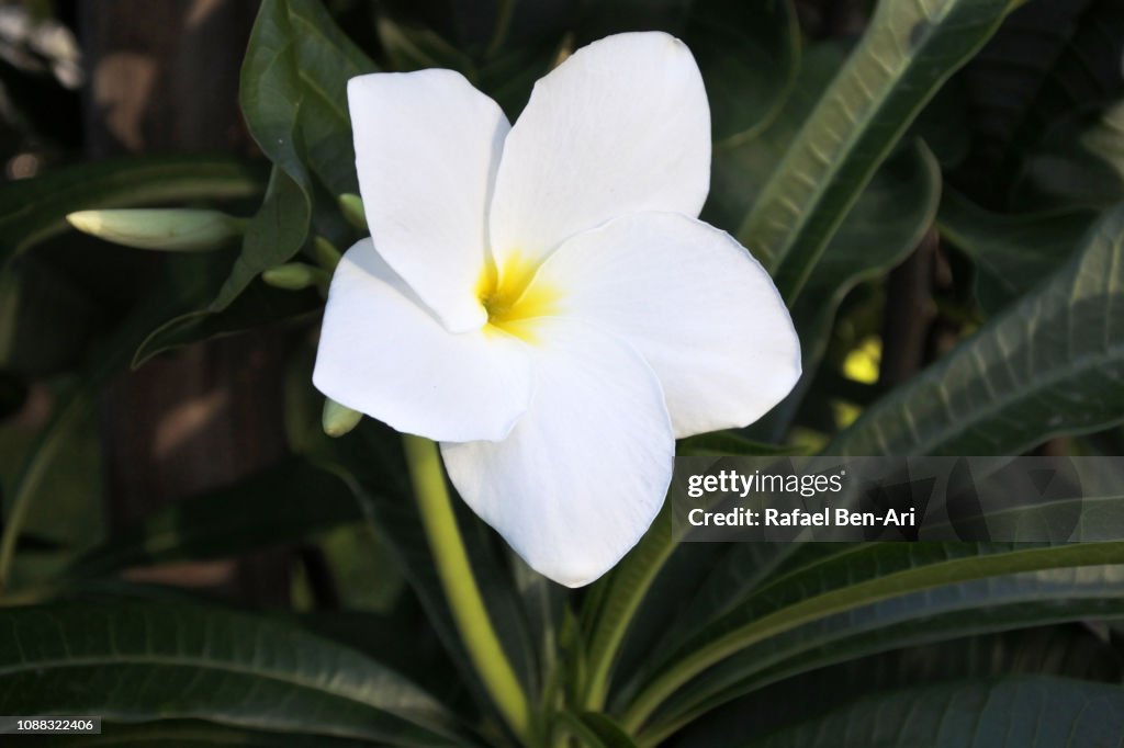 Frangipani Hawaiin Flower