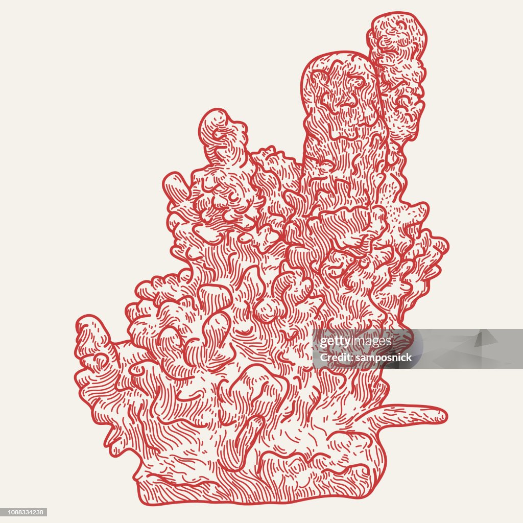 Pillar Coral Line Artwork