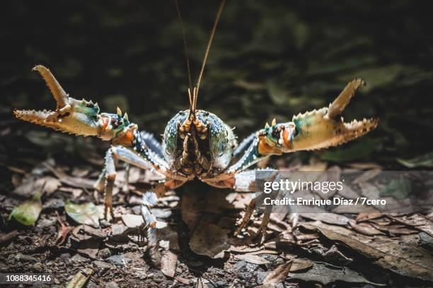 lamington spiny crayfish frontal attack - freshwater crayfish photos et images de collection