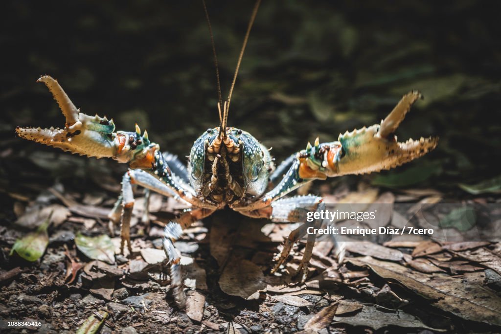 Lamington Spiny Crayfish Frontal Attack