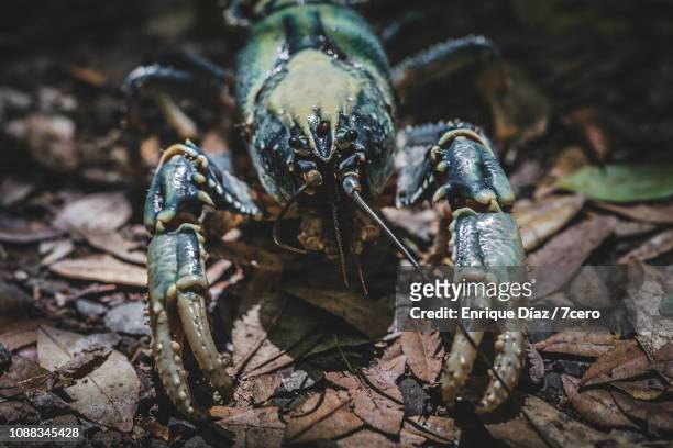lamington spiny crayfish face close up - freshwater crayfish photos et images de collection