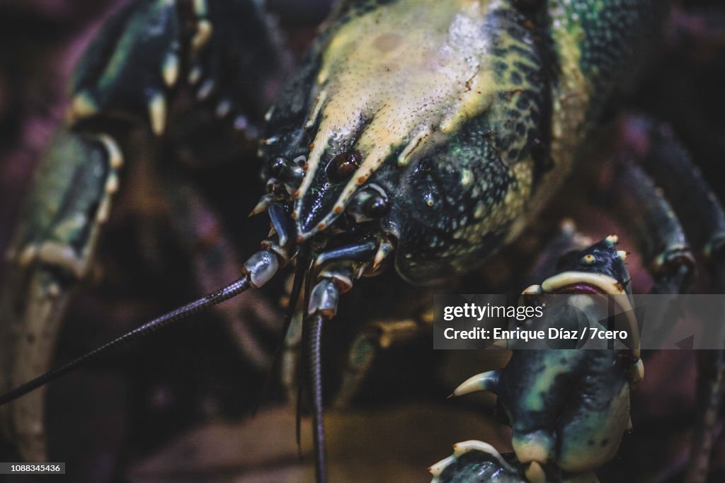 Lamington Spiny Crayfish, Extreme Close-Up