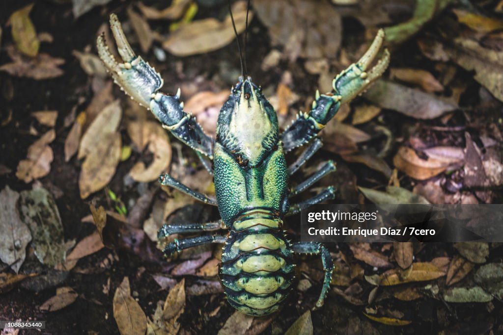 Lamington Spiny Crayfish, Attack stance from Above