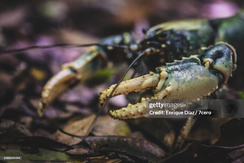 Lamington Spiny Crayfish, Side View 4