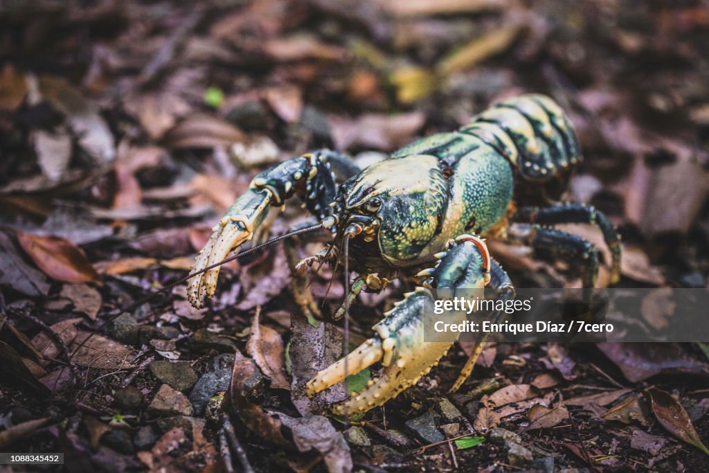 Lamington Spiny Crayfish, Side View 2