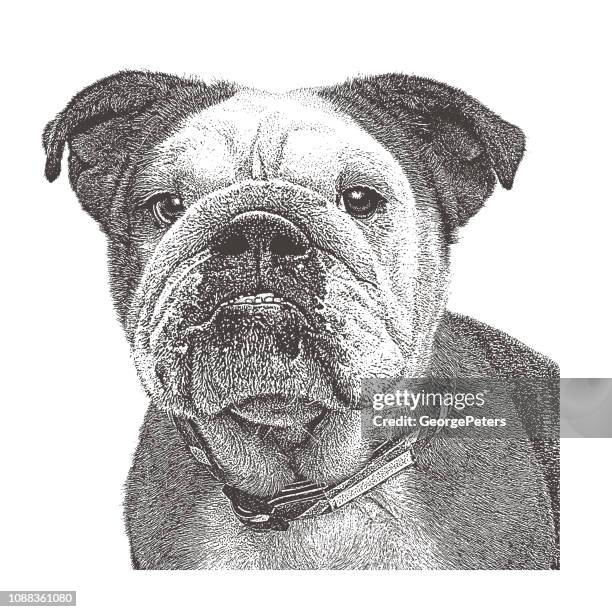 english bulldog close up - pet adoption stock illustrations