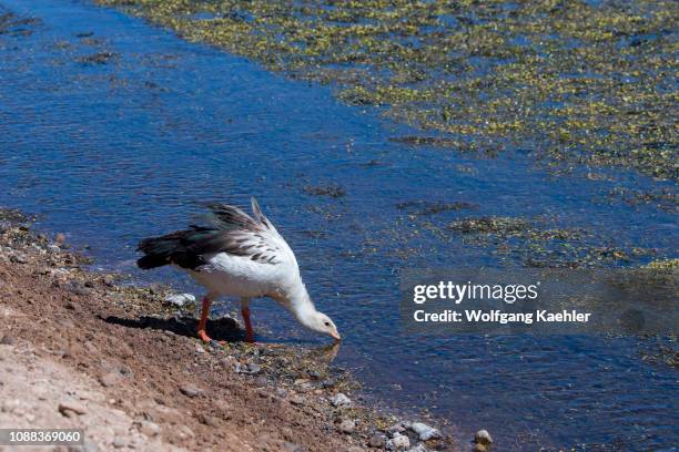 An Andean goose is drinking in the wetland of the Vado Rio Putana in the Atacama Desert near San Pedro de Atacama, northern Chile.