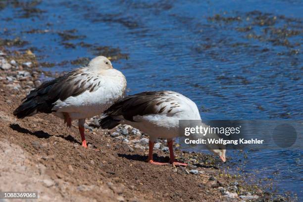 Andean geese in the wetland of the Vado Rio Putana in the Atacama Desert near San Pedro de Atacama, northern Chile.
