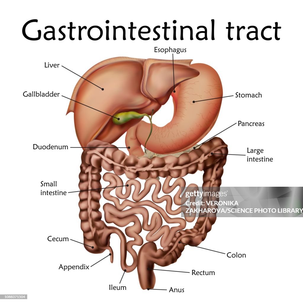 Gastrointestinal tract, illustration