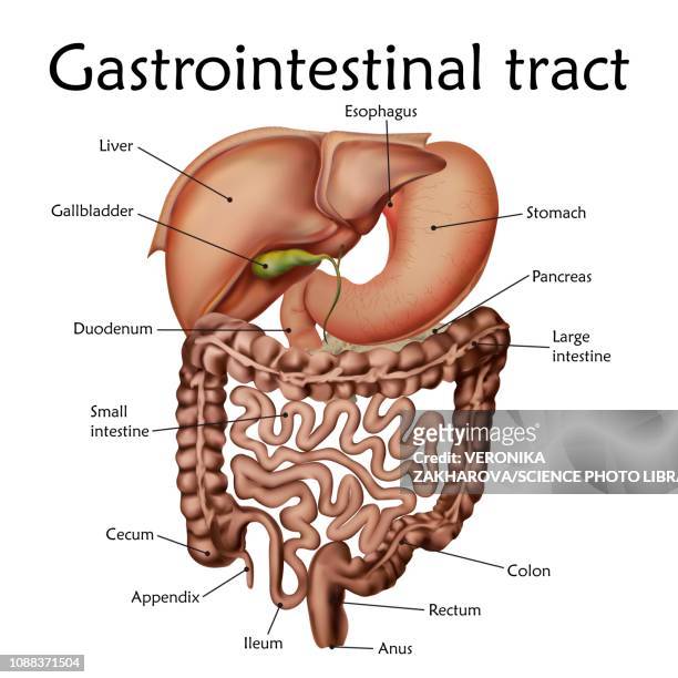 gastrointestinal tract, illustration - abdomen diagram stock illustrations
