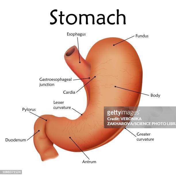 human stomach, illustration - abdomen diagram stock illustrations