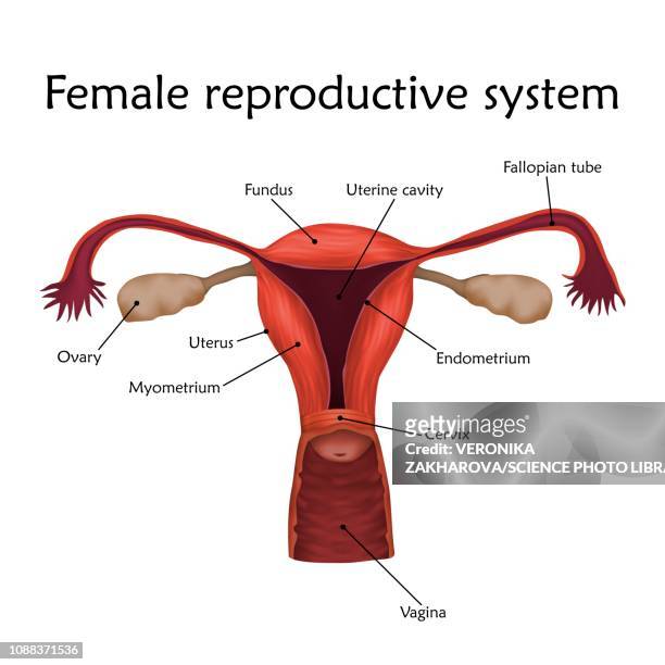 female reproductive system, illustration - myometrium stock-grafiken, -clipart, -cartoons und -symbole