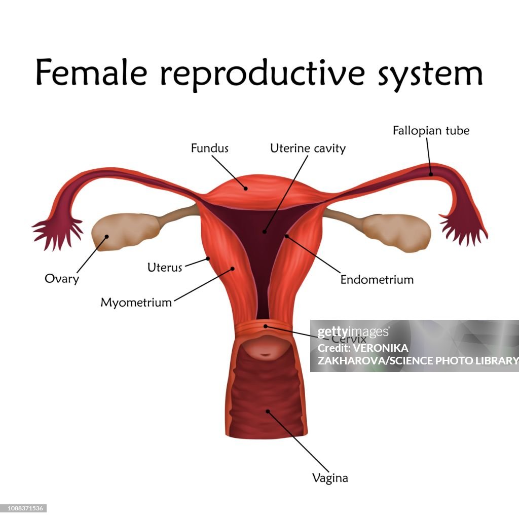 Female reproductive system, illustration
