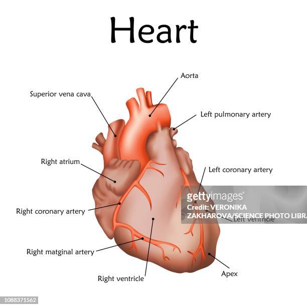 human heart, illustration - diagram of the heart stock illustrations