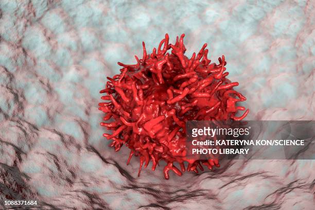 alveolar tissue macrophage, illustration - macrophage stock illustrations