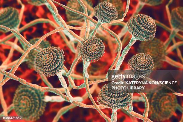 aspergillus fumigatus fungus, illustration - infectious disease stock illustrations