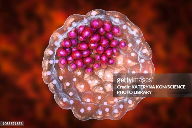 blastocyst, illustration - ヒトの胚点のイラスト素材／クリップアート素材／マンガ素材／アイコン素材
