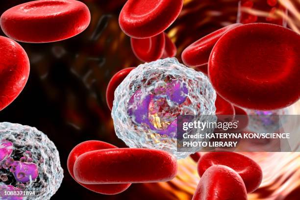 neutrophil white blood cells, illustration - neutrophil stock illustrations