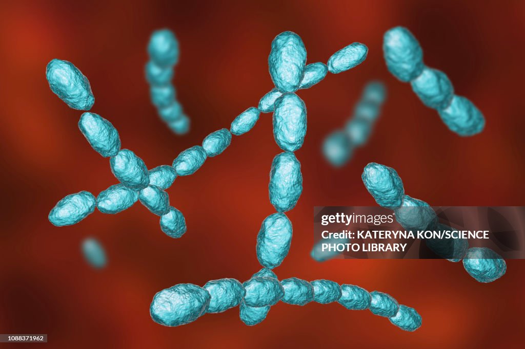 Haemophilus ducreyi bacteria, illustration
