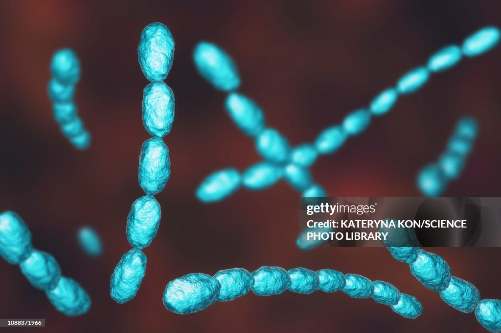 Haemophilus ducreyi bacteria, illustration