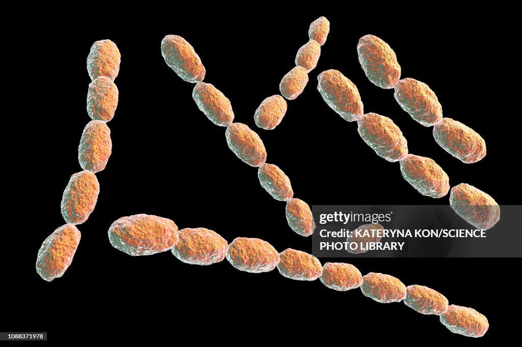 Haemophilus ducreyi bacteria, illustration