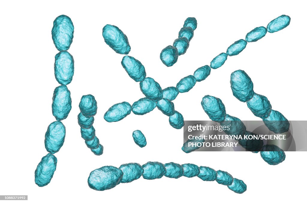 Haemophilus ducreyi bacteria, illustration