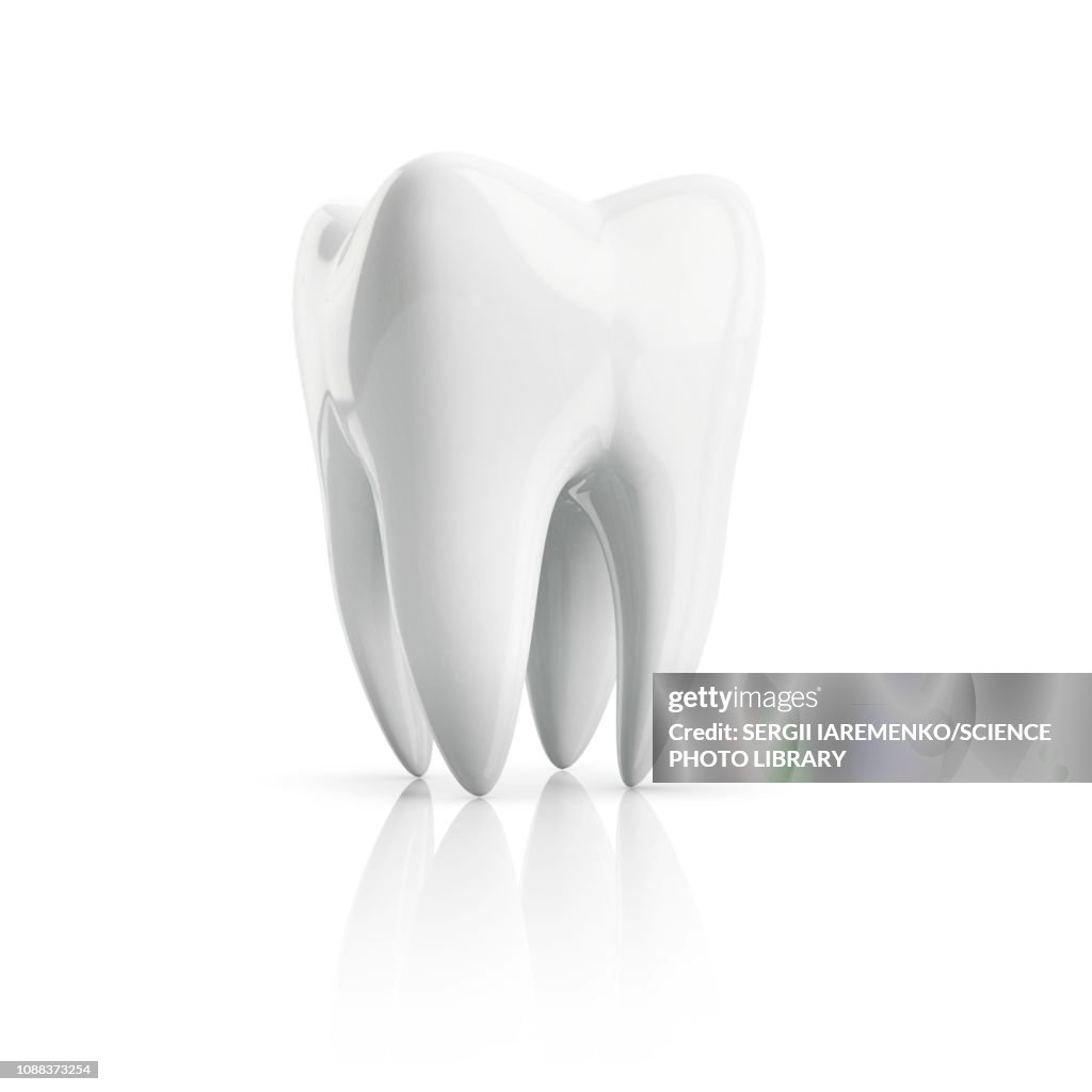 Tooth, illustration