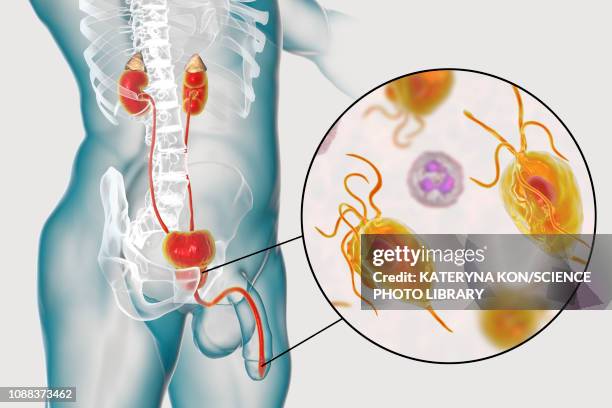 trichomoniasis, illustration - human internal organs 3d model stock illustrations