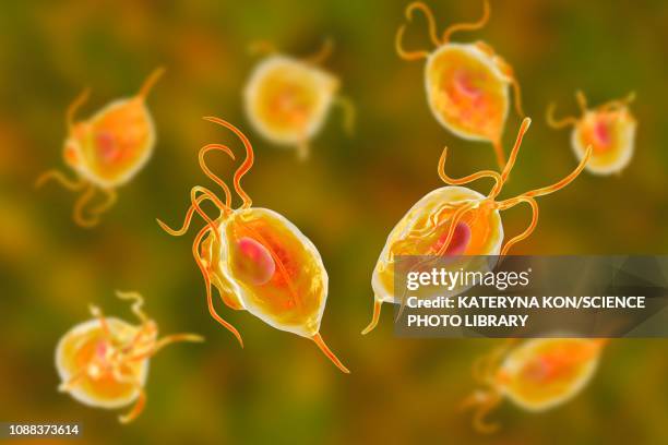trichomonas vaginalis, illustration - trichomoniasis stock illustrations