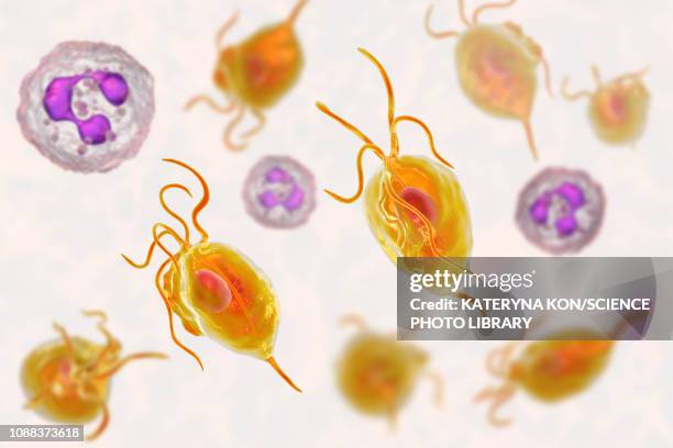 trichomonas vaginalis and neutrophils, illustration - trichomoniasis stock illustrations