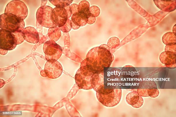 candida auris fungi, illustration - thrush yeast infection stock illustrations