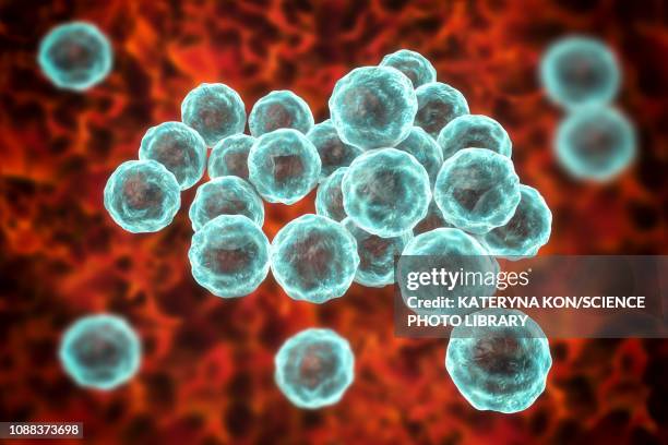 chlamydia trachomatis bacteria, illustration - chlamydia stock illustrations