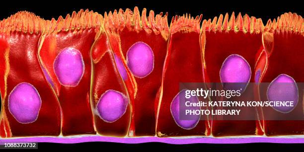 bildbanksillustrationer, clip art samt tecknat material och ikoner med pseudostratified columnar epithelium, illustration - epitel