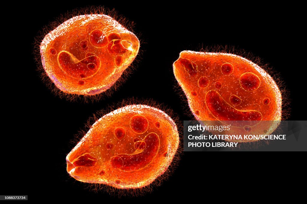 Balantidium coli protozoan, illustration