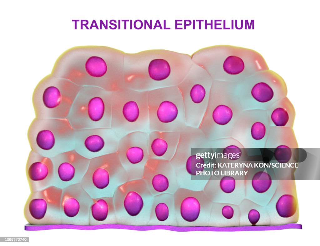 Transitional epithelium, illustration